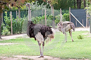 Two Ostrich in a zoo
