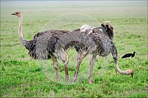 Two ostriches.