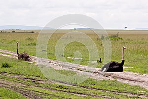 Two Ostriches