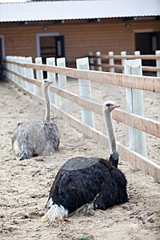 Two ostriches are on earth in poultry farm, wooden fences and barn