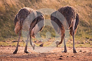 Two ostriches feeding, South Africa