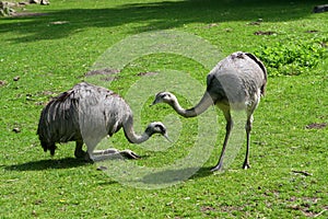 two ostriches
