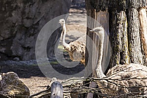Two ostriches hide among the trees. Narrow depth of field