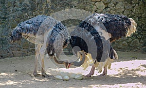 Two ostriches looking after their eggs. Bird parenting