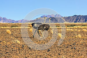 Two Ostriches Namibia