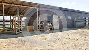 Two ostriches on an ostrich farm behind a fence in the open air