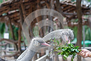 Two ostriches are pecking green plant, its feeding, from tourist