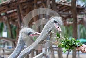Two ostriches are pecking green plant, its feeding, from tourist hand in the zoo