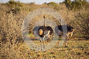 Two ostriches running on the african savannah