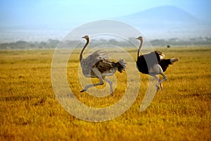 Two ostriches running on the plain of Amboseli