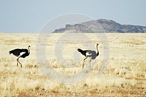 Two ostriches in the savannah, Namibia