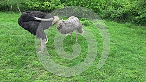 Two ostriches standing in the grass