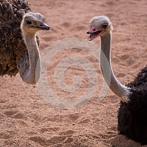 Two ostriches talking