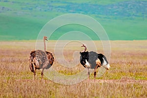 African animals in the natural environment photo