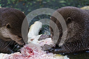 Two otters eating their prey. Amblonyx cinereus