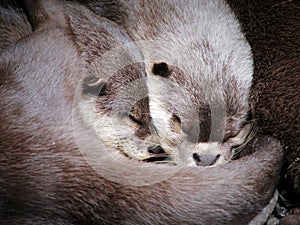 Two Otters hugging while sleeping