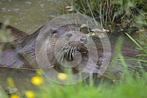 Two otters mustelinae lutrinae swimming in river in Summer photo