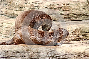 Two Otters playing