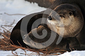 Two Otters in the Snow