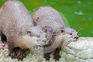 Two otters stare for the food