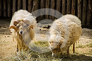 Two ouessant sheep