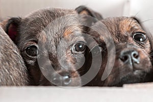 Two outbred puppies in a cardboard box on a white background