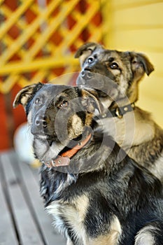 Two outbred puppies of a mestizo shepherd dog nearby