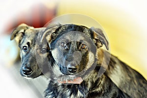 Two outbred puppies of a mestizo shepherd dog nearby