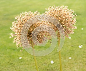 Two overblown blossoms of allium giganteum