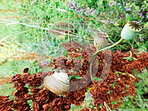 Two overblown poppy flower, snail and brown plant