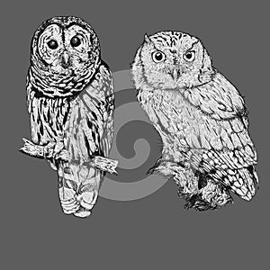 Two Owl