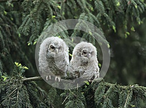 Two owlets perching on tree branch photo