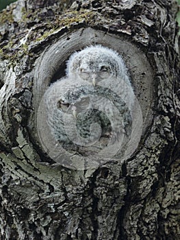 Two owlets in tree knot