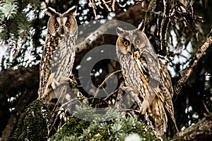 Two Owls