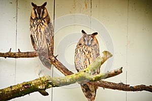Two owls in captivity siting on tree