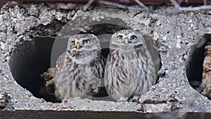 Two owls are cooing at the burrow. Little owl Athene noctua Singing birds