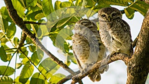 Two owls with green leaves, tree