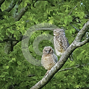 Two owls perched on a tree branch in the woods at night