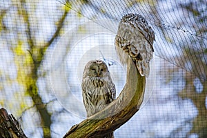 Two Owls sit on a tree branch and look at each other