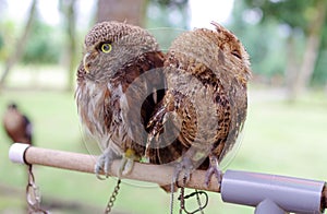 Two owls sitting with spines to each other