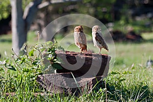 Two Owls on a Tree Stem