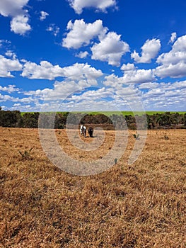 Two oxen in the pasture