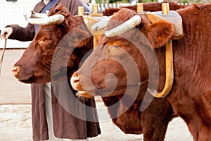 Two oxen in yoke pulling a cart