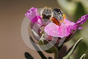 Two Oxythyrea funesta beetles on cistus albidus flower in the preventorium of Alcoy