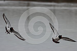 Two Oystercatchers flying in unison through the sky over a lake