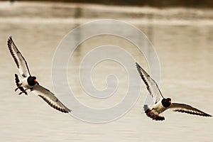 Two Oystercatchers flying in unison through the sky over a lake