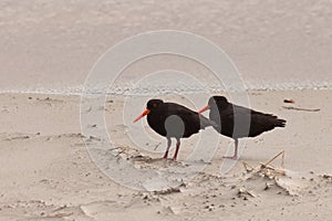 Two Oystercatchers Haematopus unicolor on beach