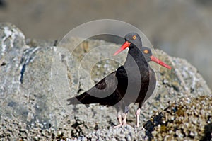 Two oystercatchers standing facing away from each other, prominent red beaks and yellow eyes contrasting with black plumage