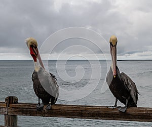 Two Pacific brown pelicans at the Oceanside pier on a rainy winter day