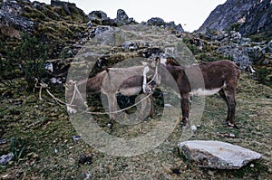 Two pack mules tied grazing in Taullipampa camp on the trekking of the quebrada santa cruz